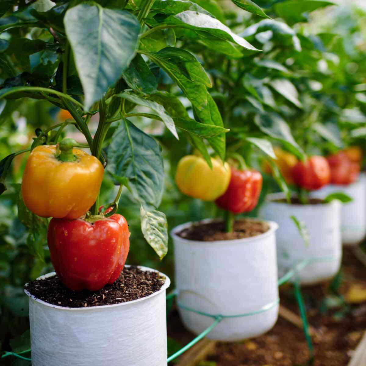Bell Peppers