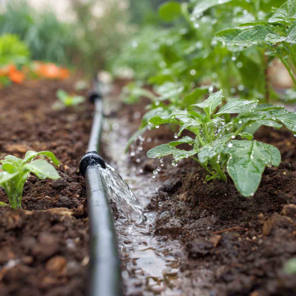 Drip Irrigation with Rainwater
