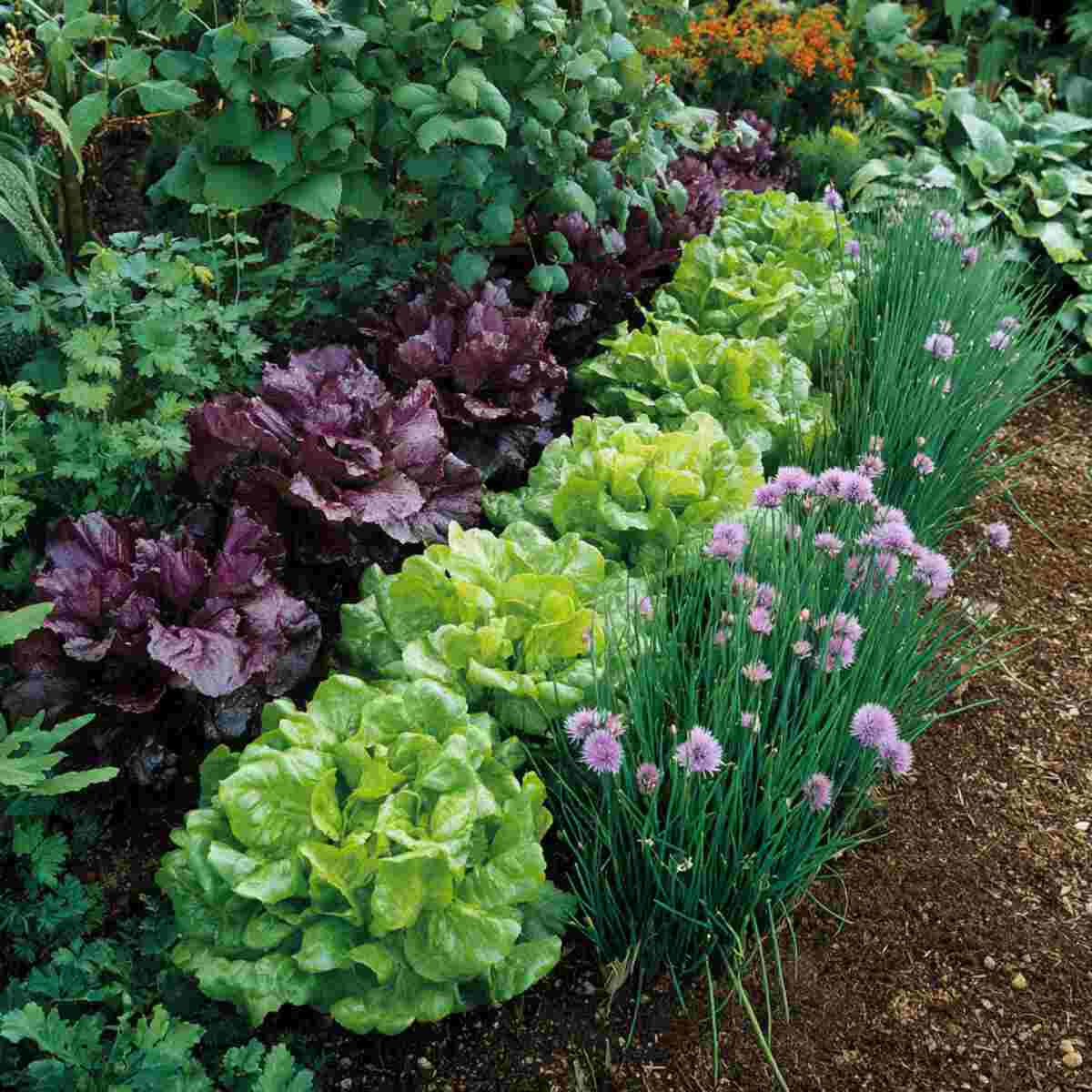 Lettuce and Chives Border