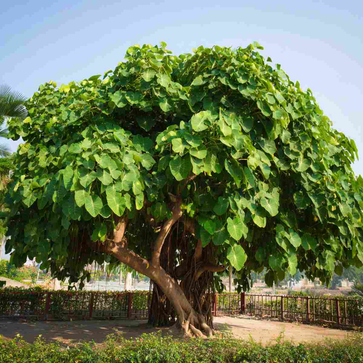 Peepal Tree (Sacred Fig)