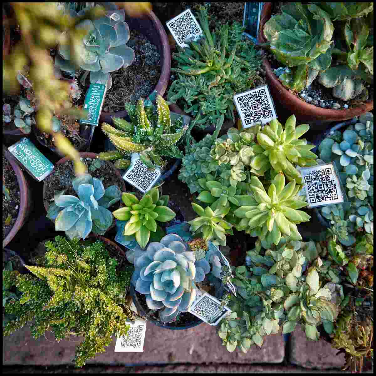 Succulent Garden with QR Codes for Care Instructions