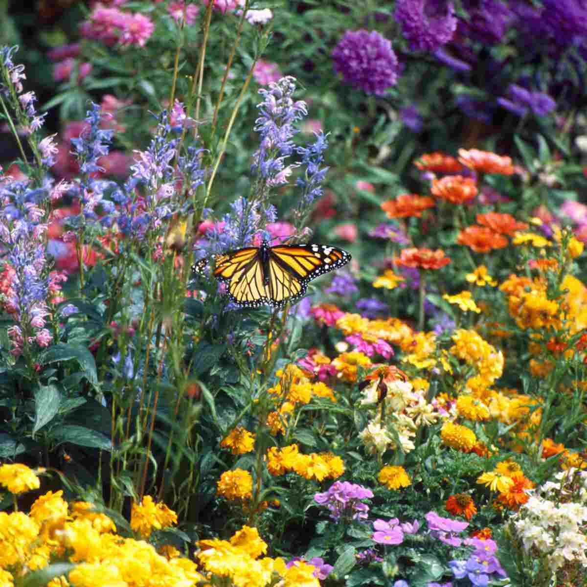 Butterfly or Bee Garden