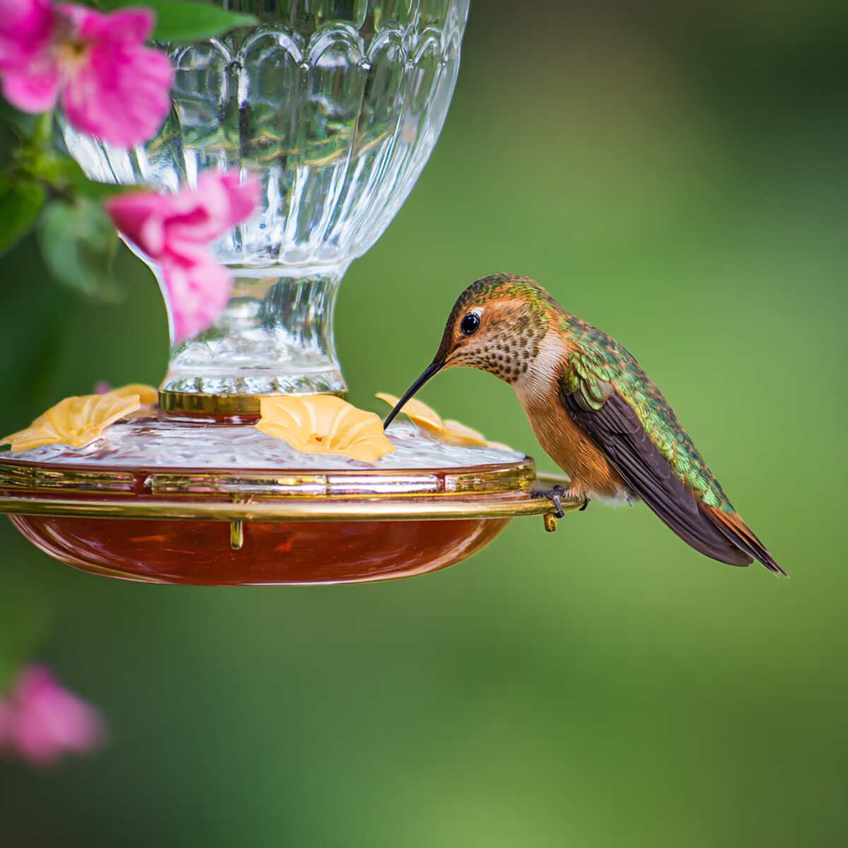 Hummingbird Sugar Water Feeder