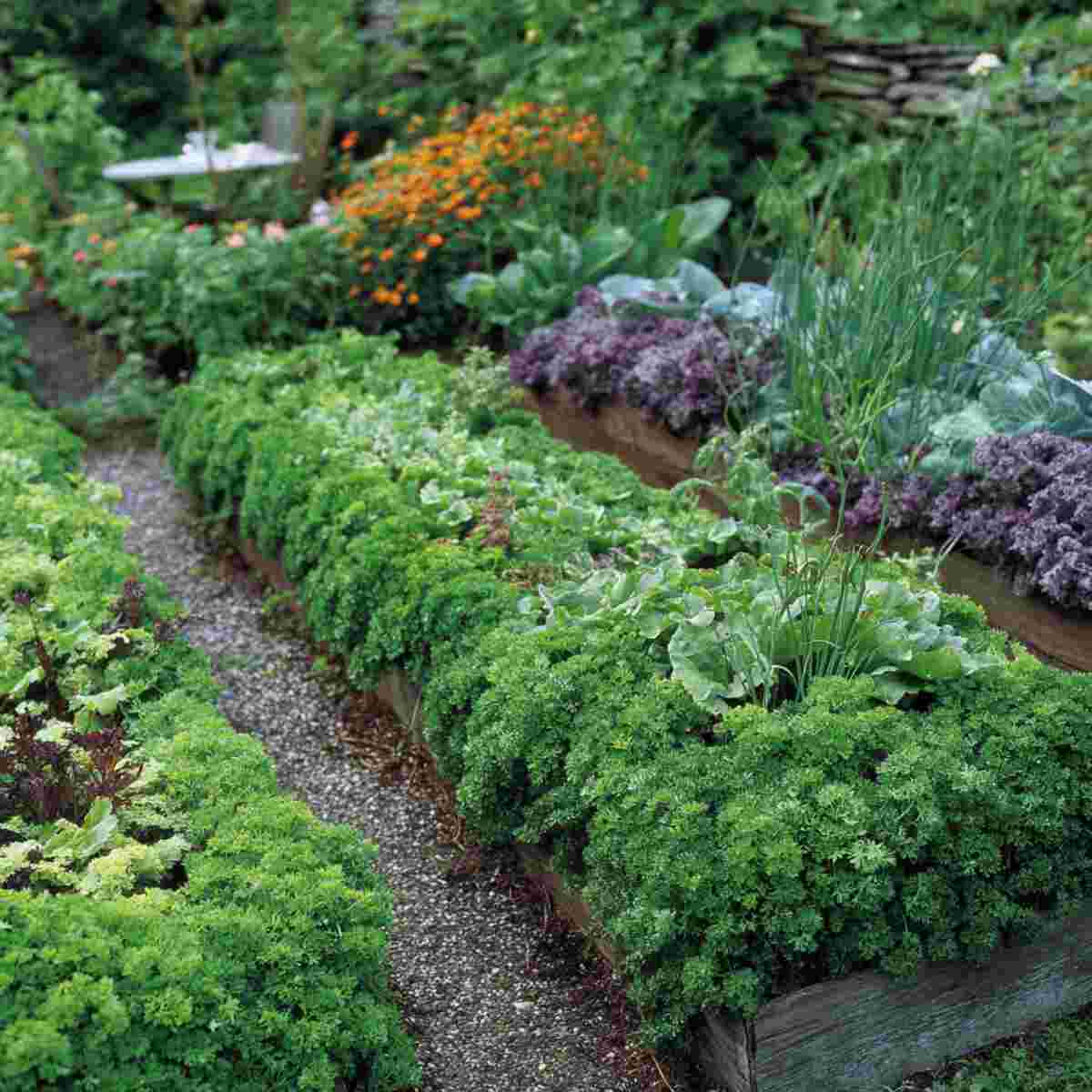Parsley-Lined Beds