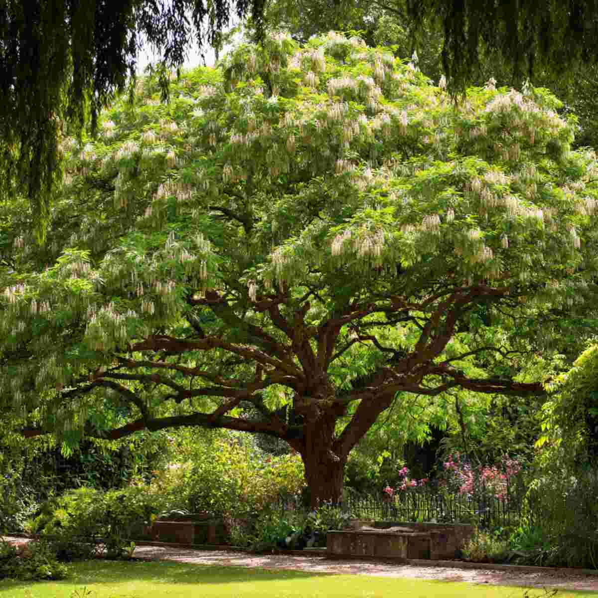Rain Tree