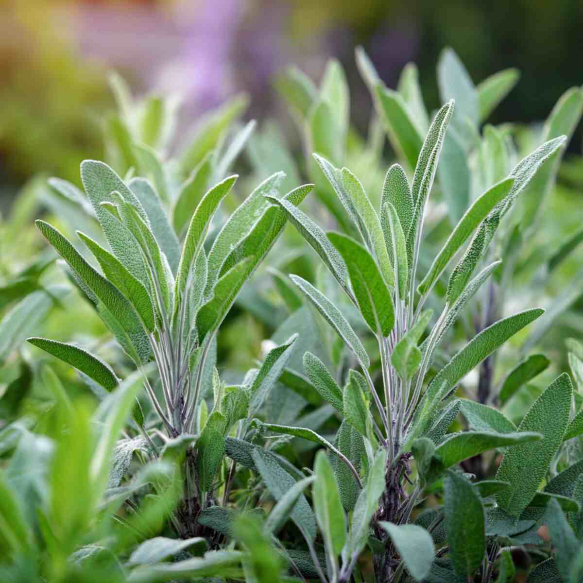 Sage