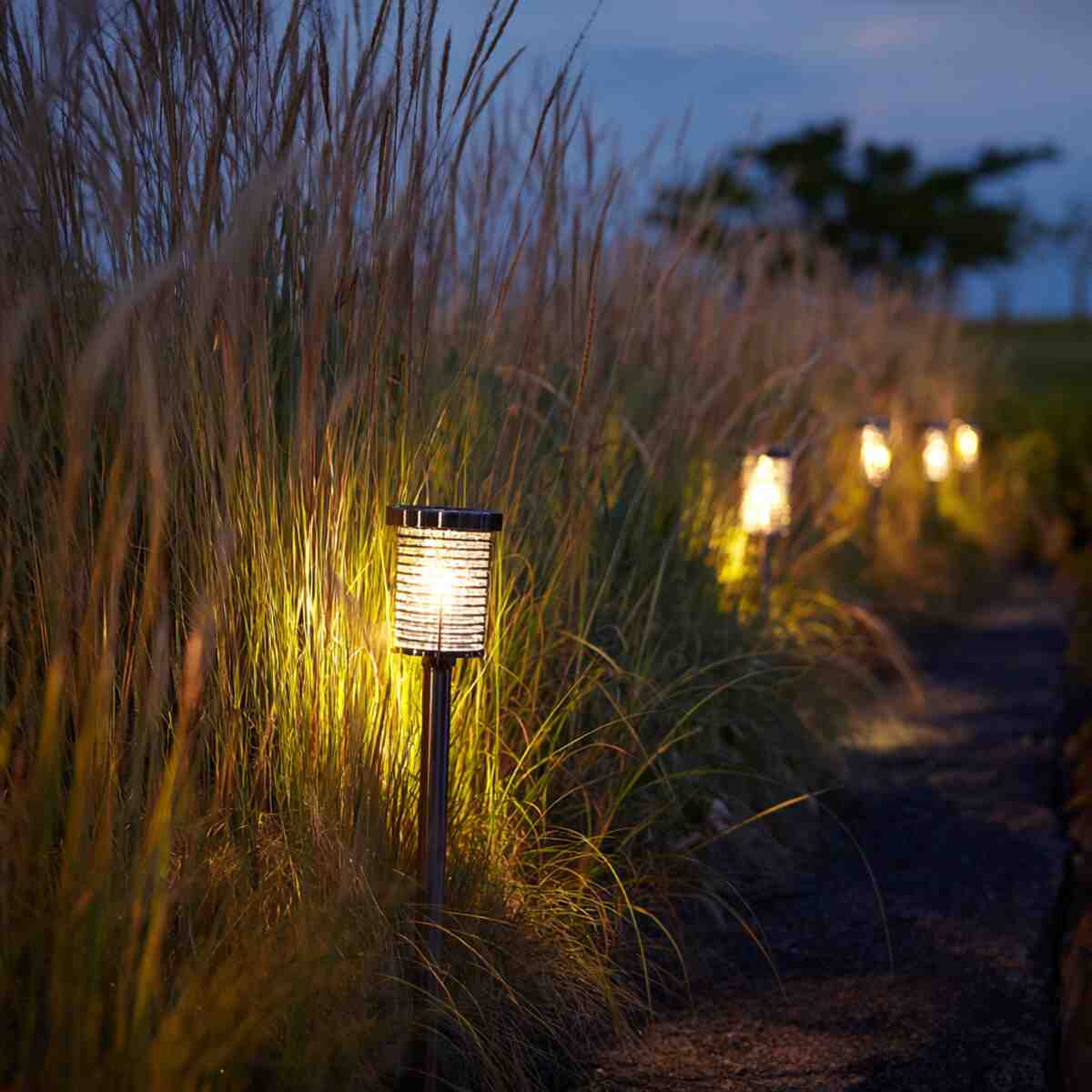 Solar Torch Path Through Tall Grass