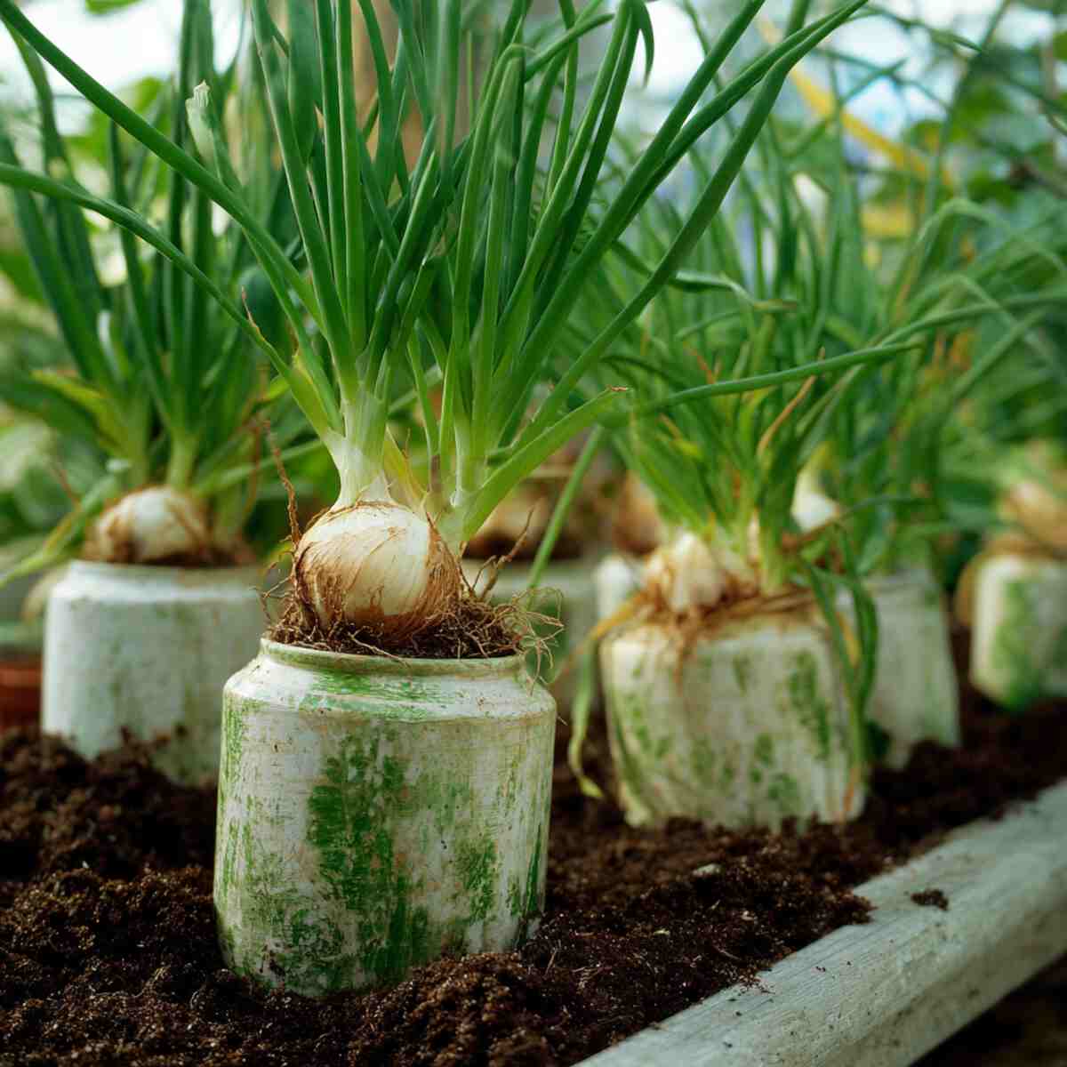 Green Onions