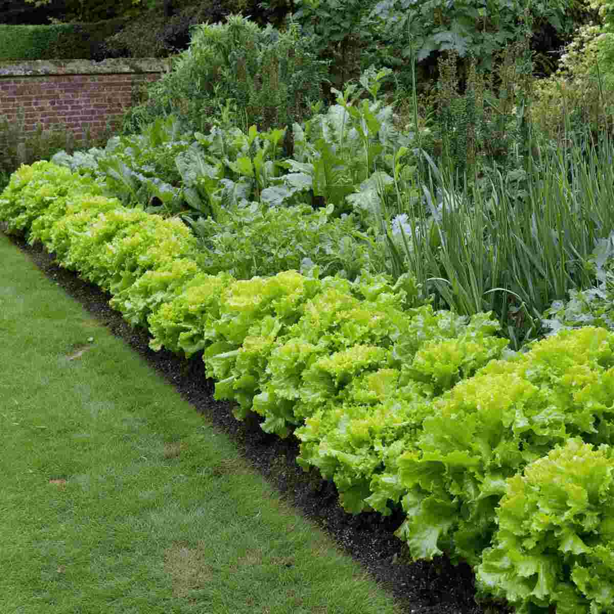 Lettuce Border Strip