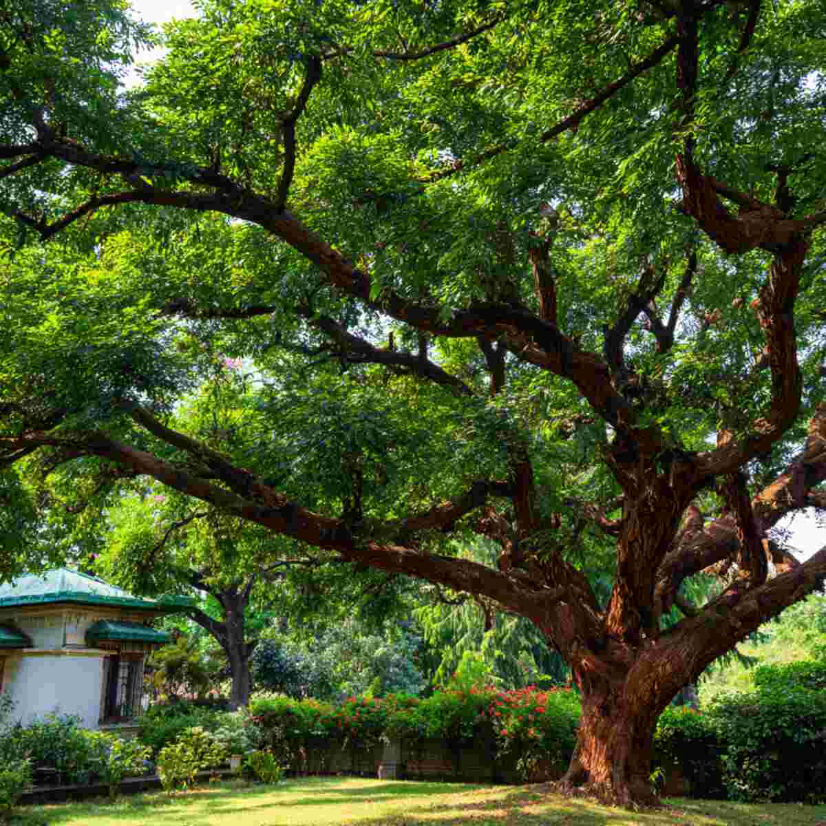 Mahogany Tree