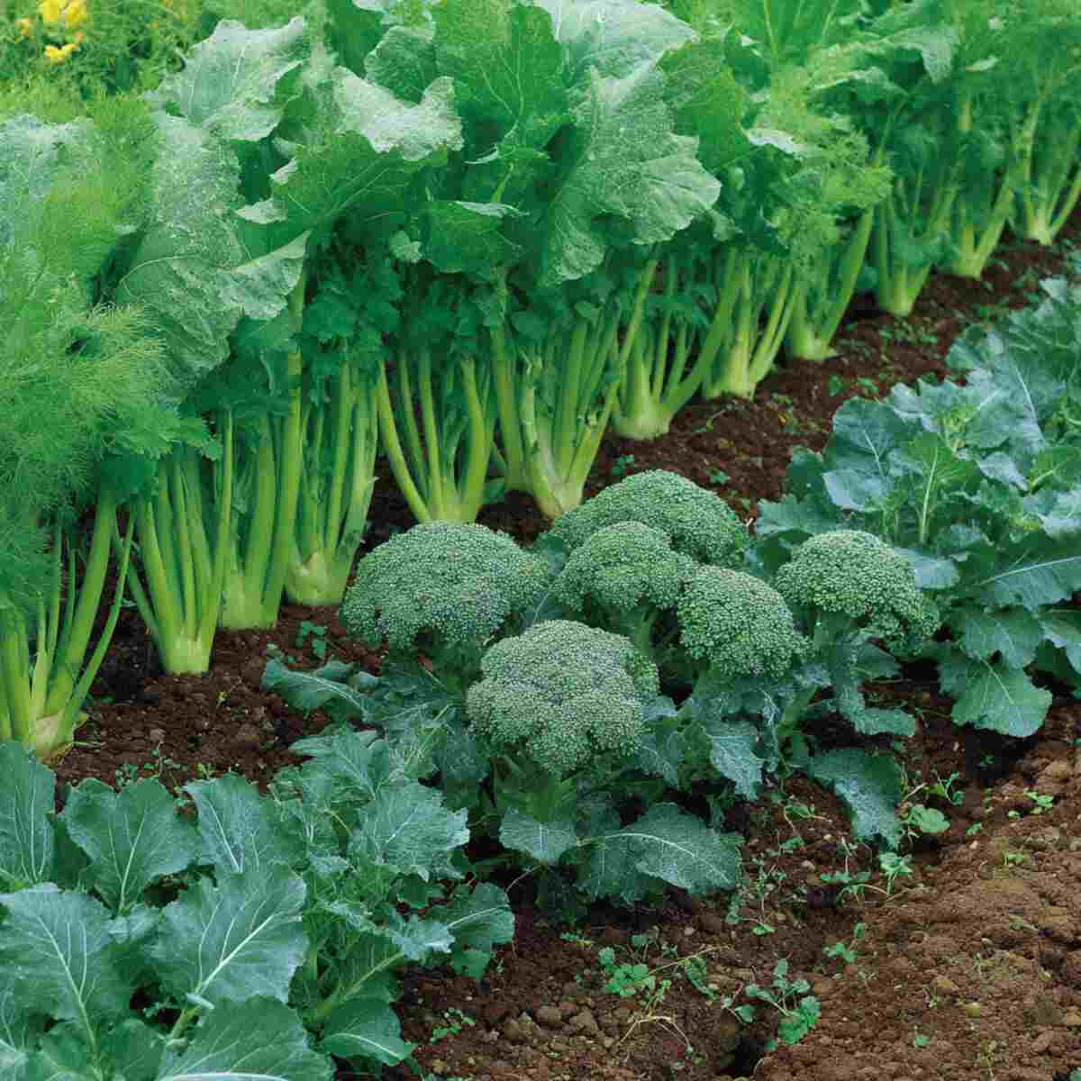 8. Broccoli and Celery Pairing