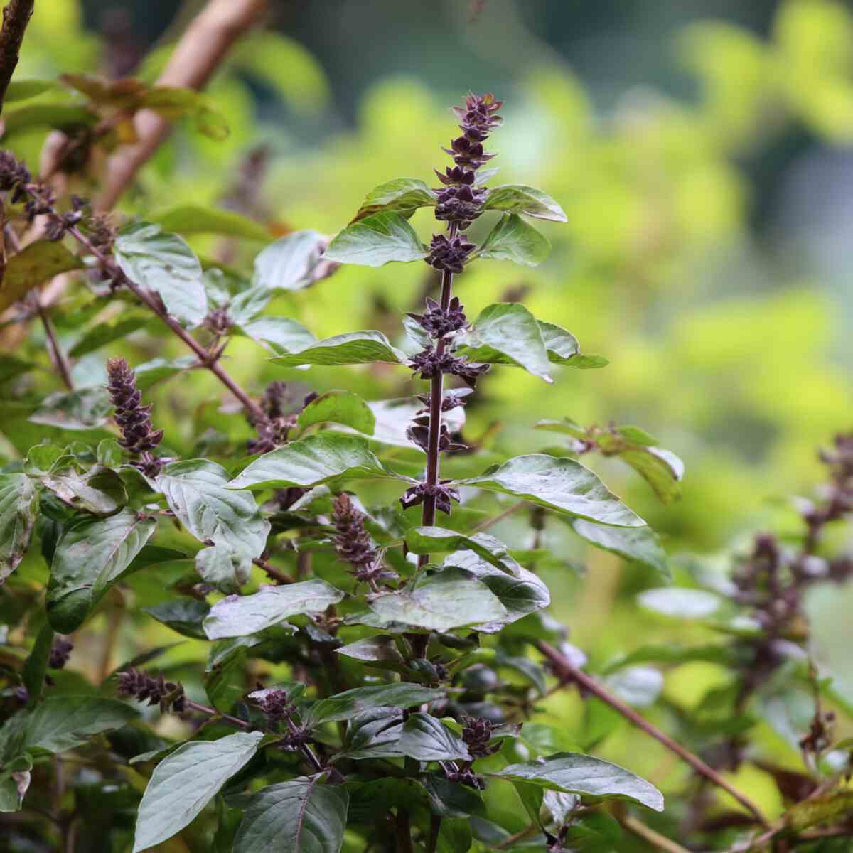 Holy Basil (Tulsi)
