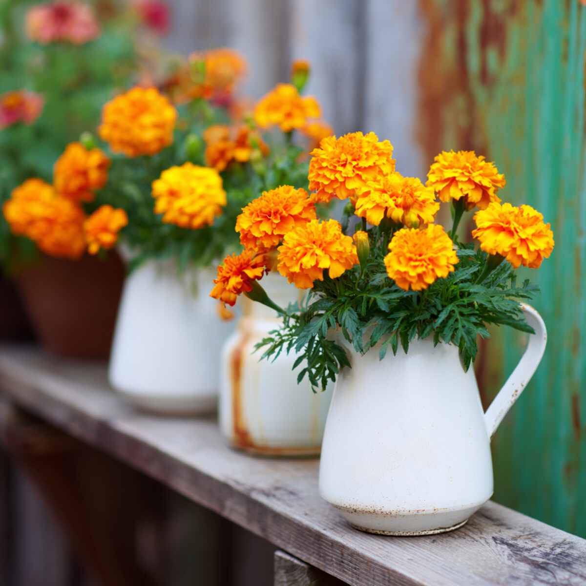 Marigolds