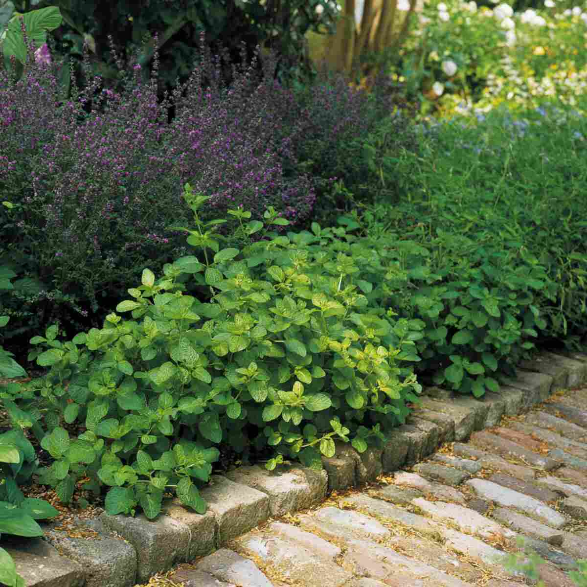 Oregano Pathway Trim
