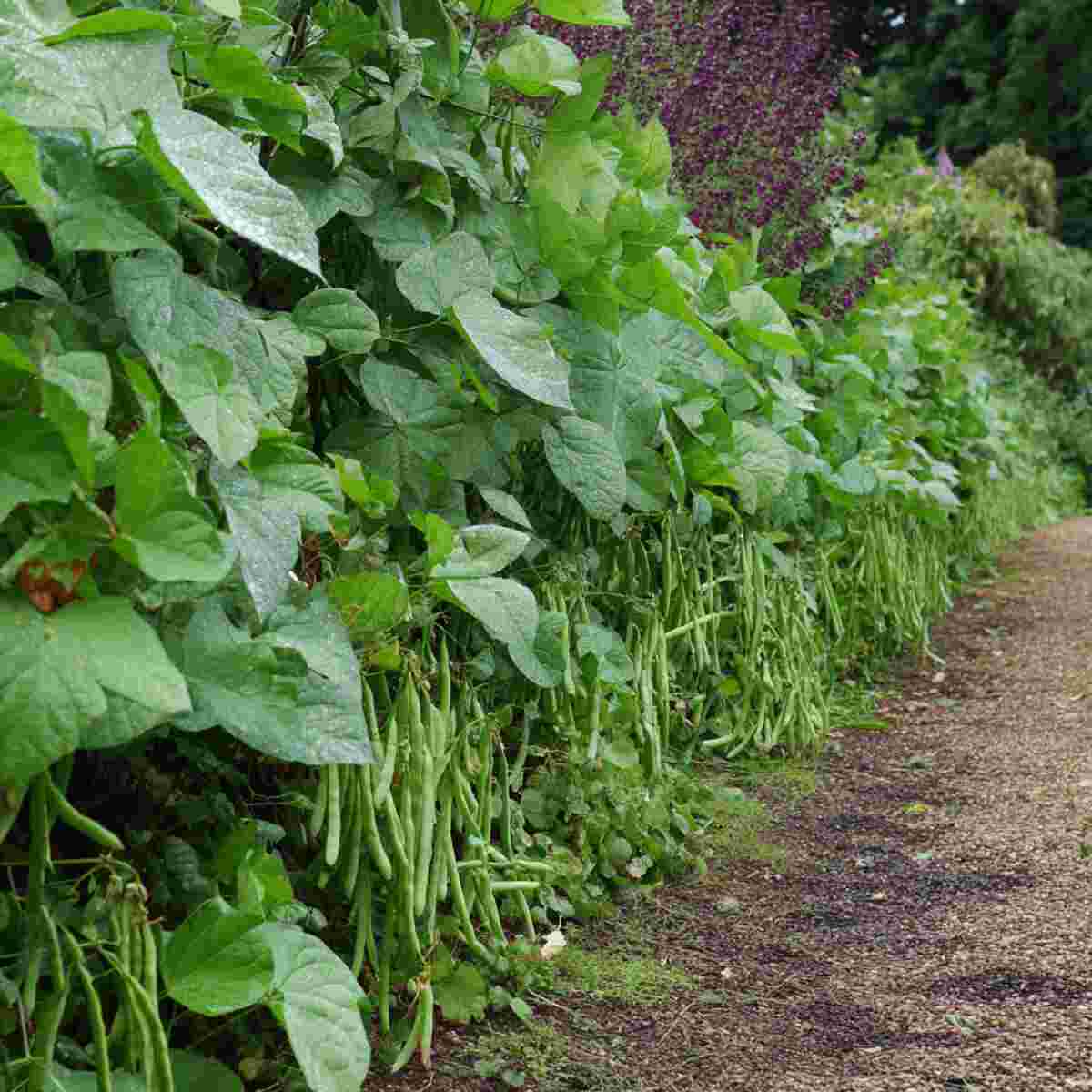 Dwarf Bean Edge