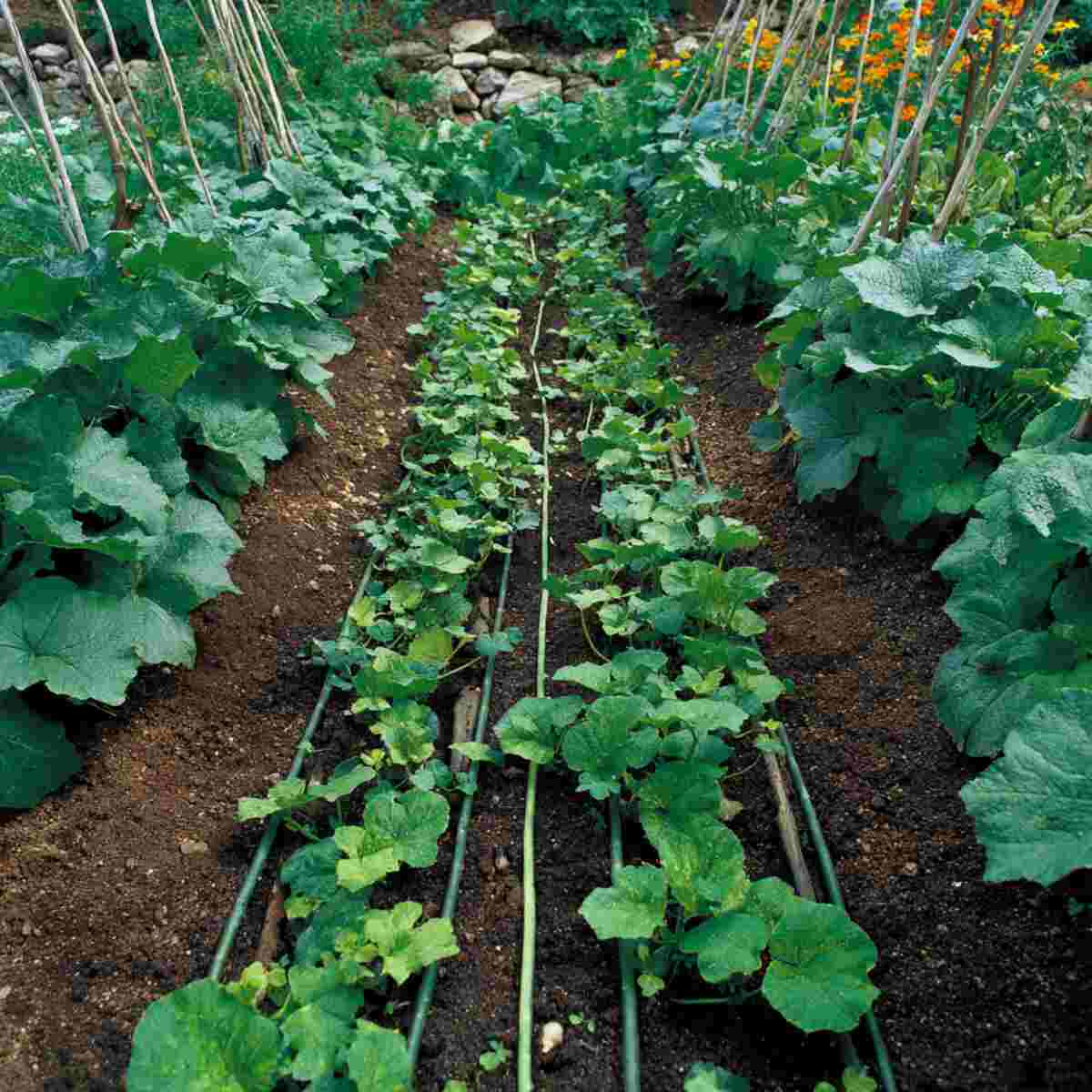 Radish and Cucumber Strip