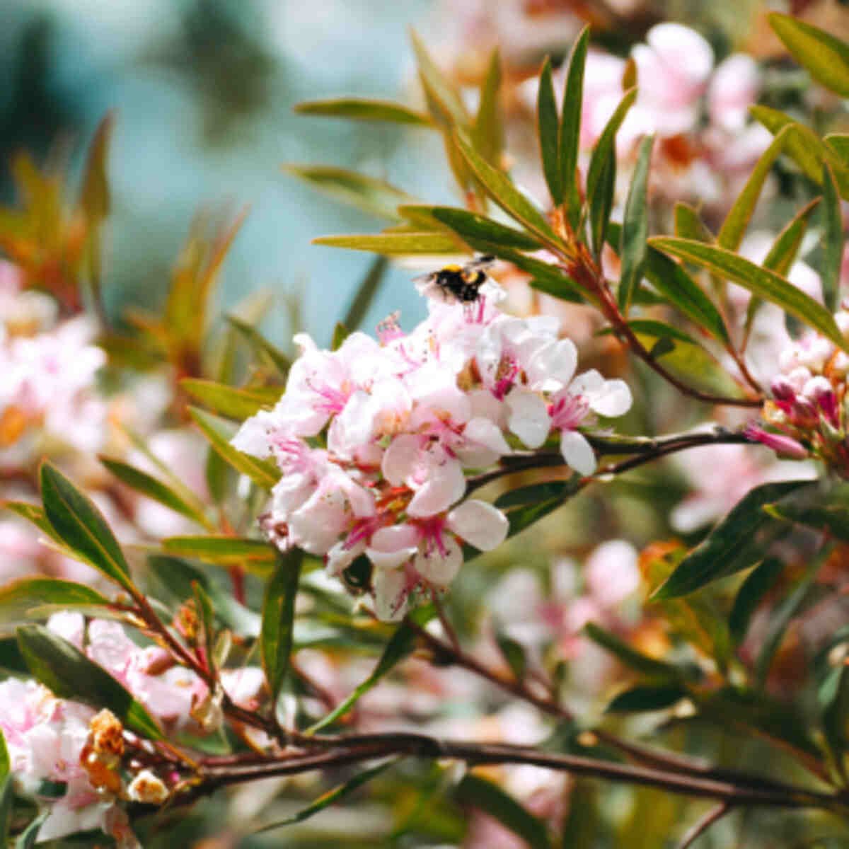 Add a Pollinator-Friendly Flowering Tree or Shrub
