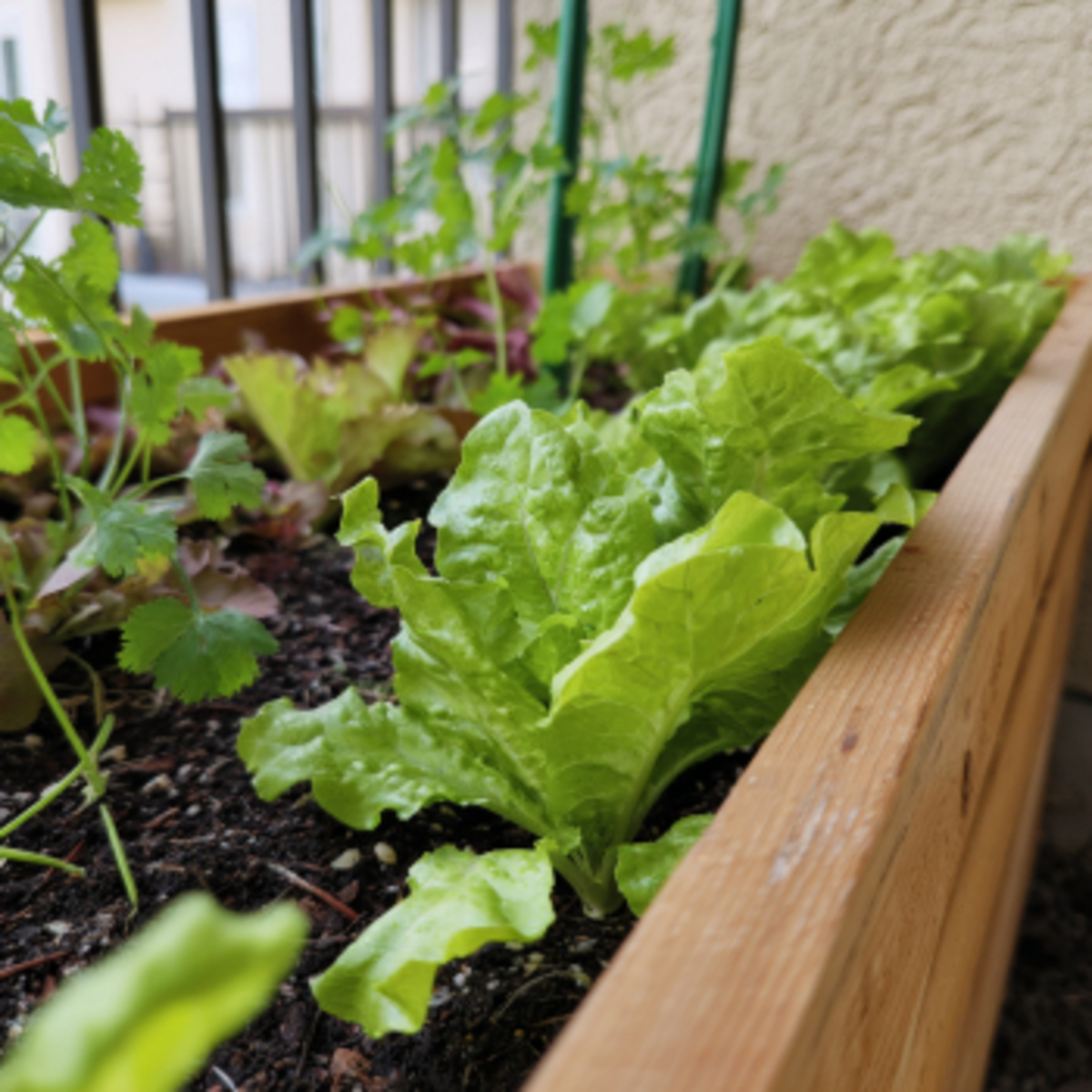Allow Some Plants to Bolt and Flower (Like Lettuce or Cilantro)