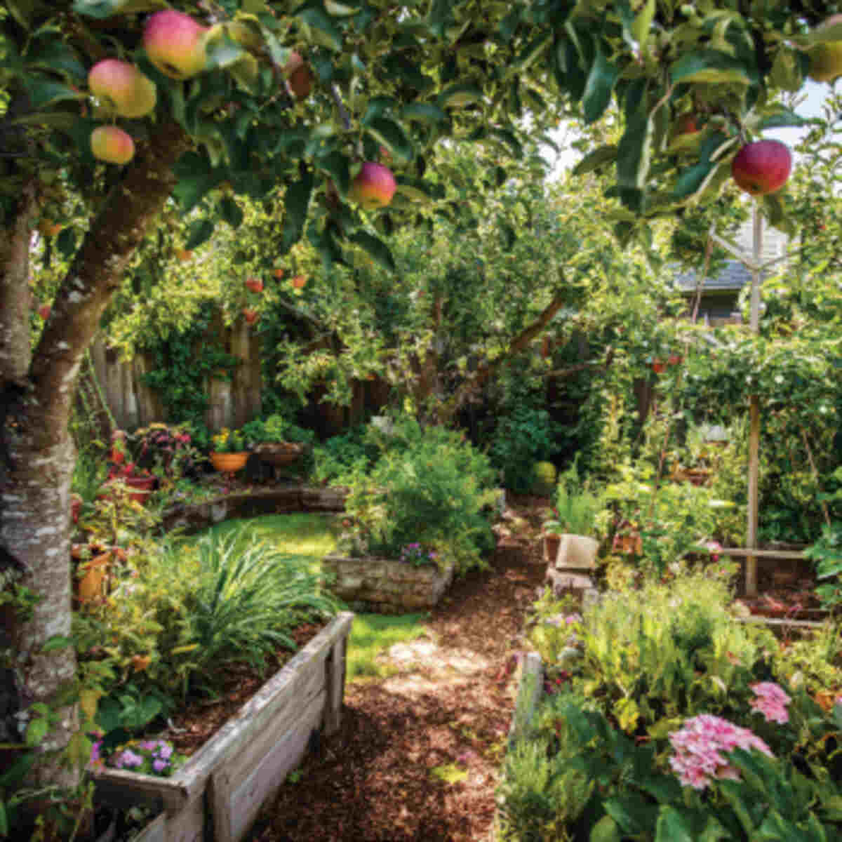 Backyard Micro-Orchard Zone