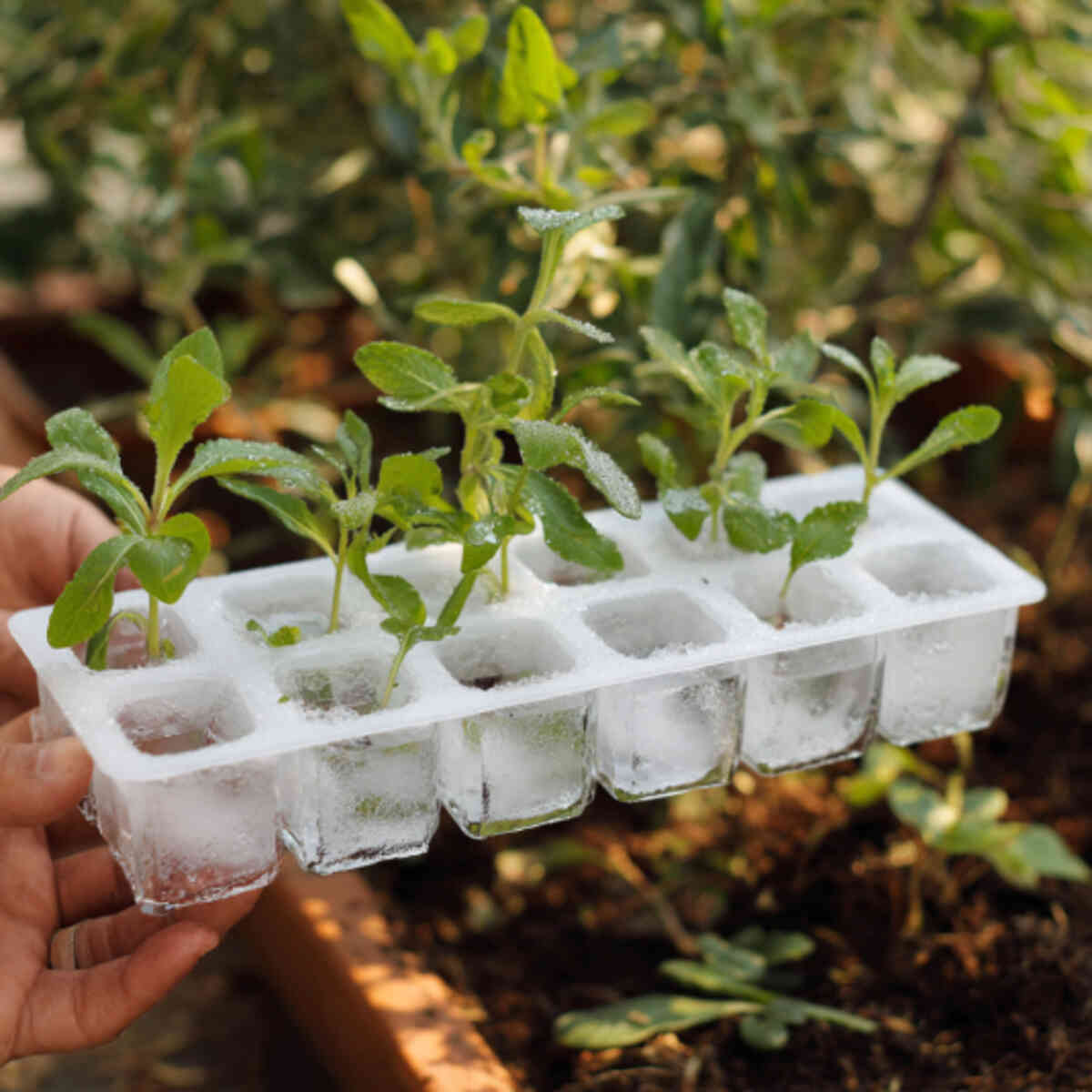 Biodegradable Ice Cube Pod Inserts
