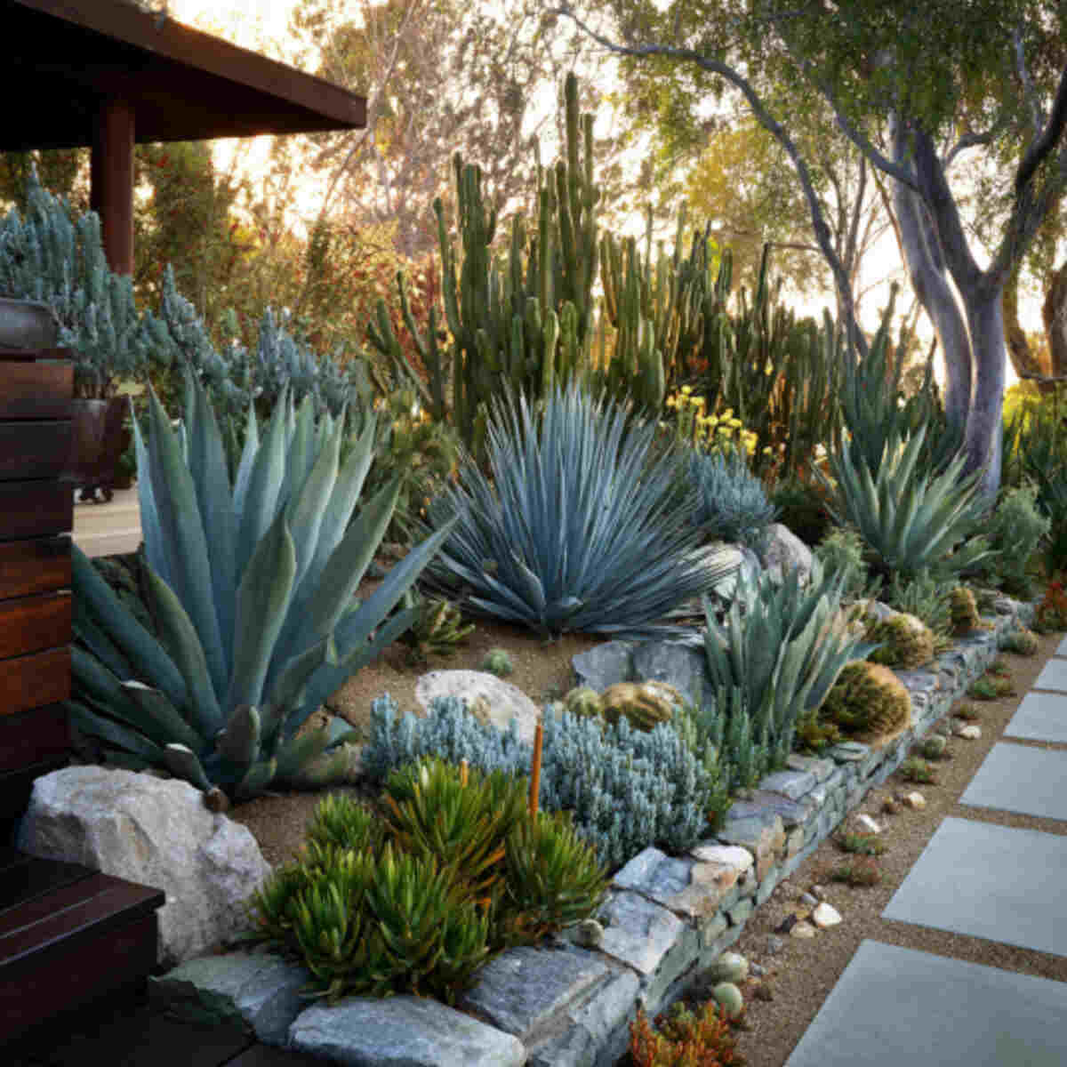 Cactus and Agave Display