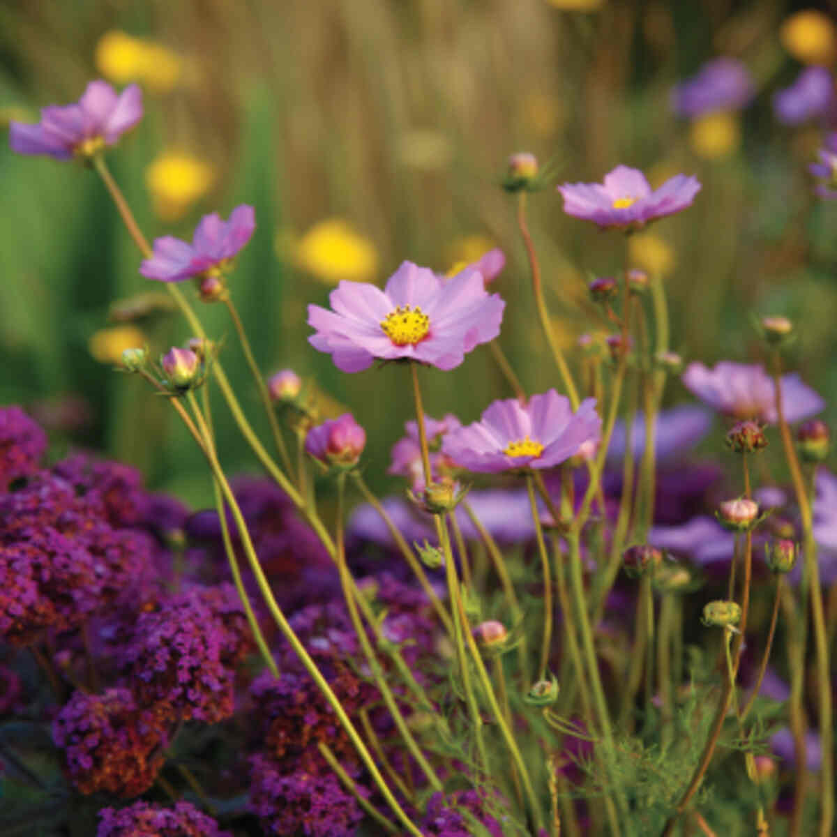 Choose Single-Petal Flowers for Easy Nectar Access