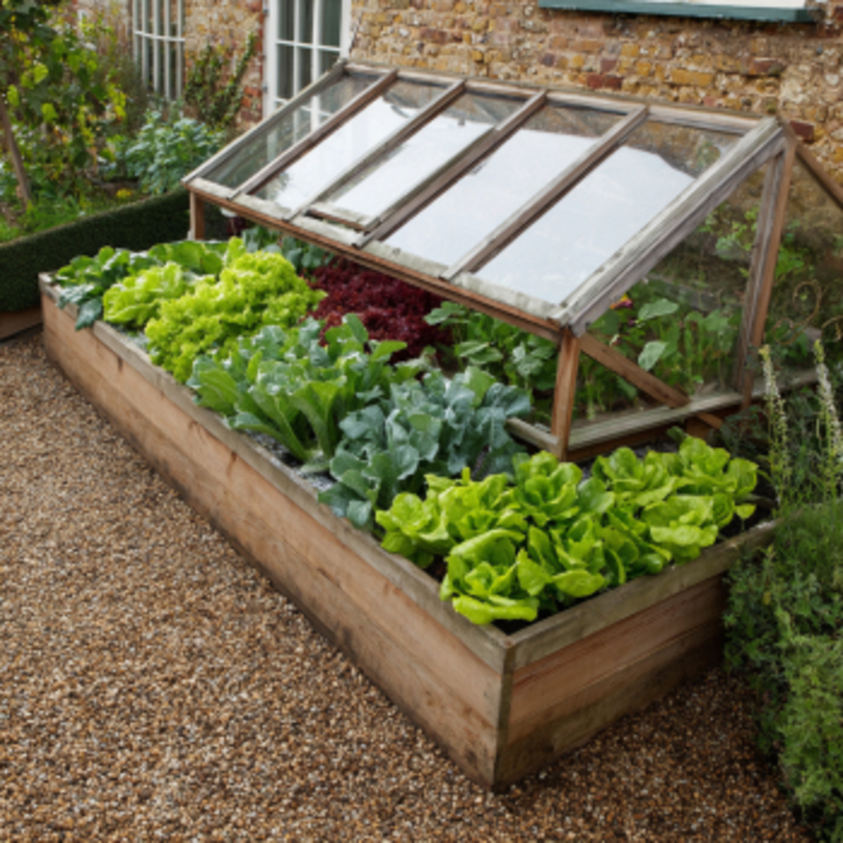 Cold Frame Salad Bed