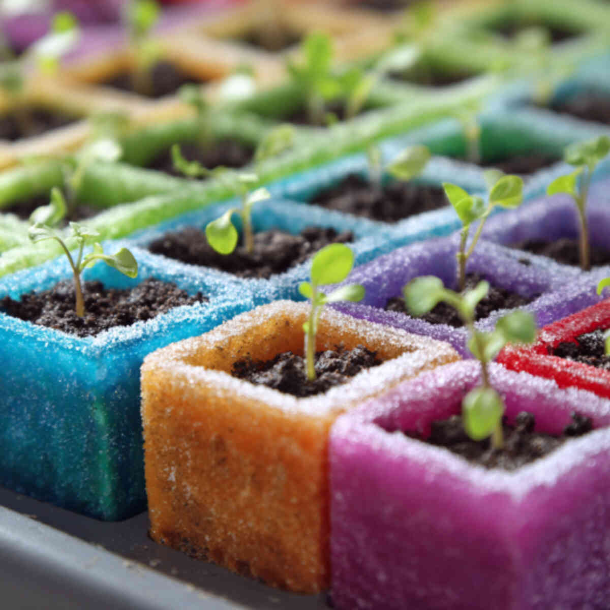 Color-Coded Seed Starters