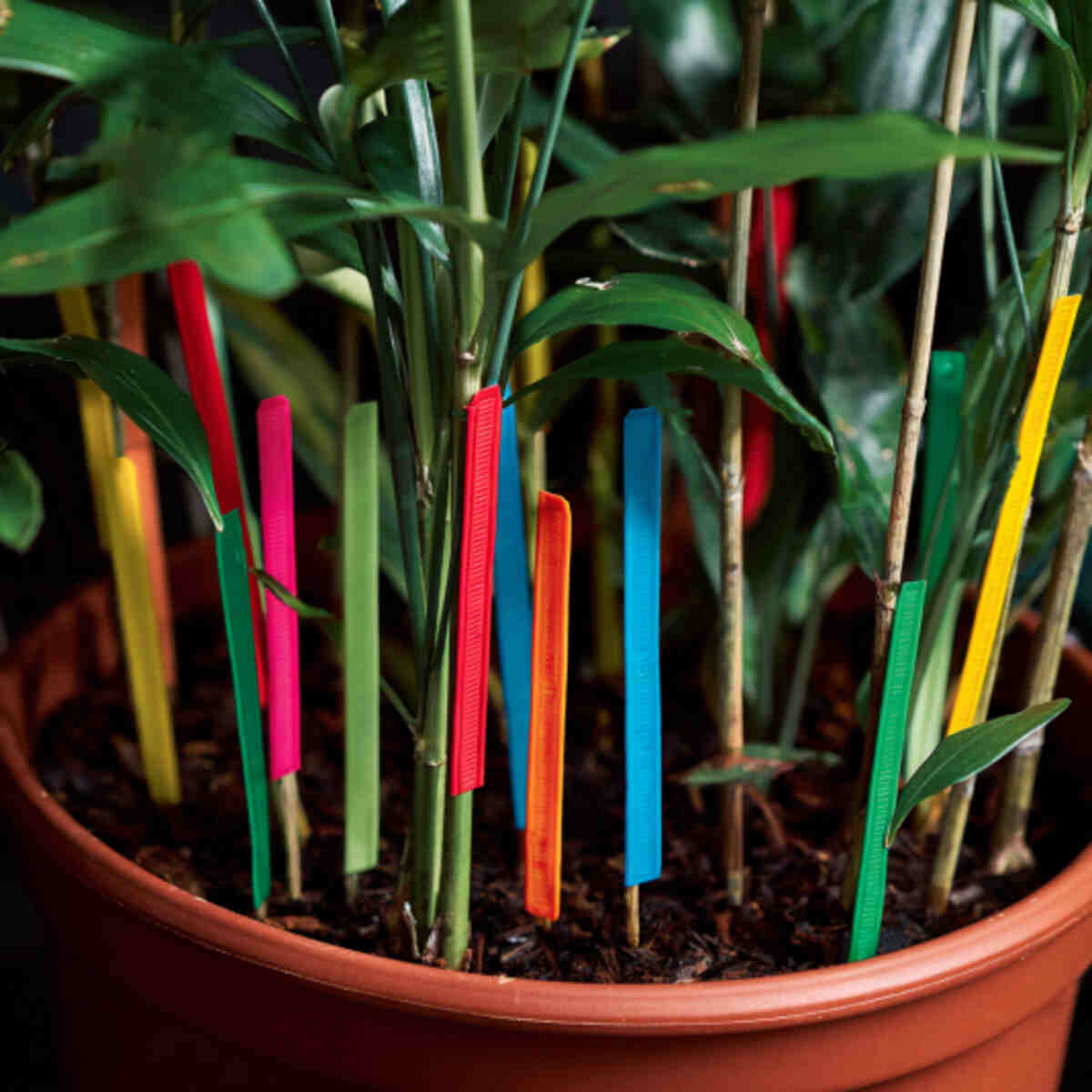 Color-Coded Zip Ties Around Plant Stems