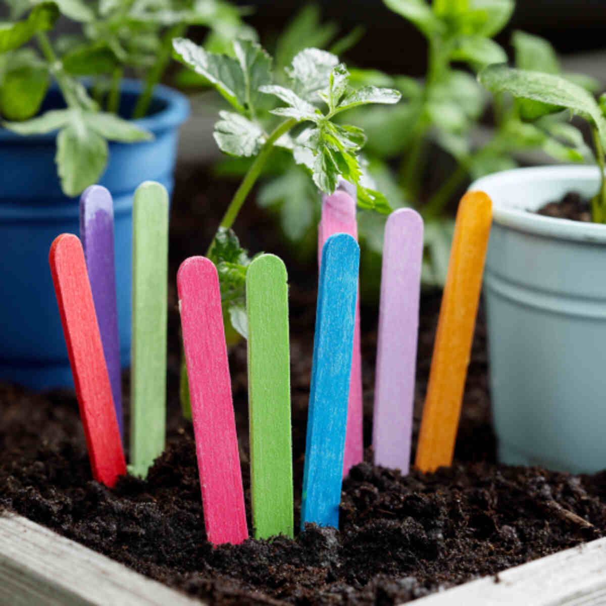Colored Popsicle Sticks