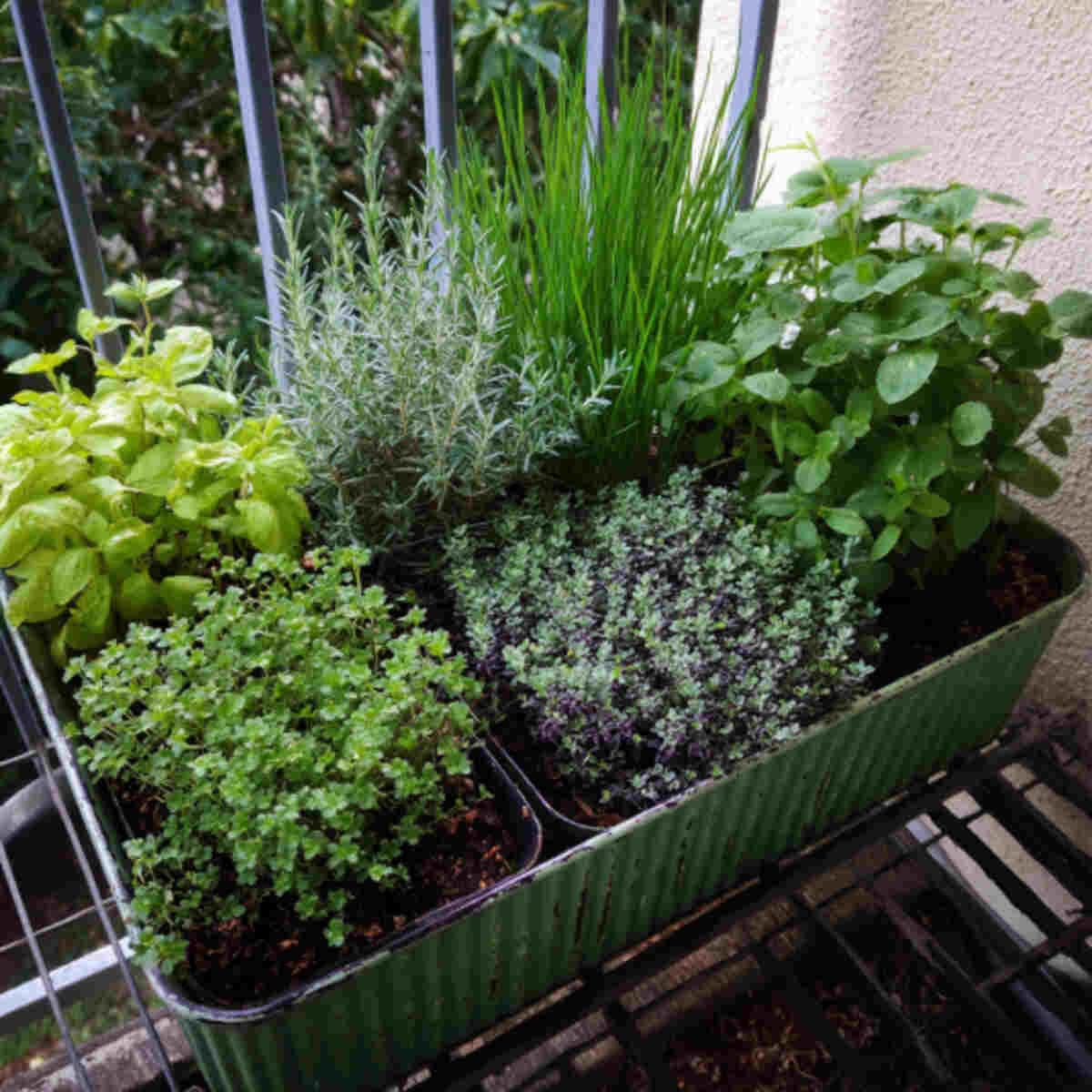 Compact Herb Garden (Thyme, Oregano, Chives)