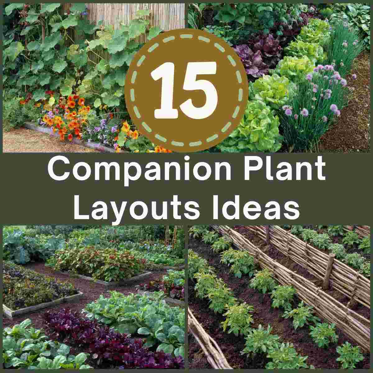 Companion Plant Layouts