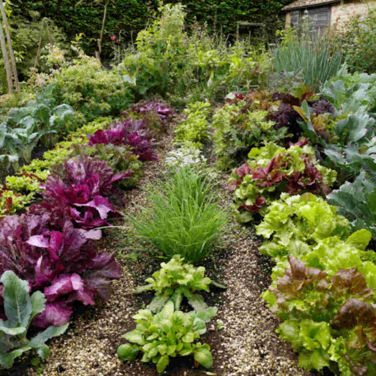 Companion-Planted Salad Bed