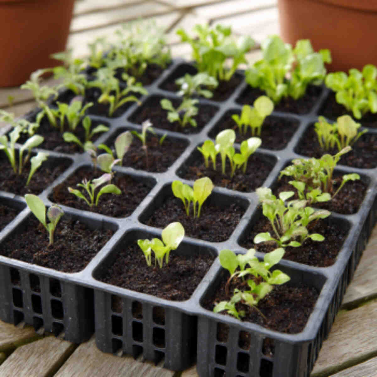 Companion Plant Trial in Trays