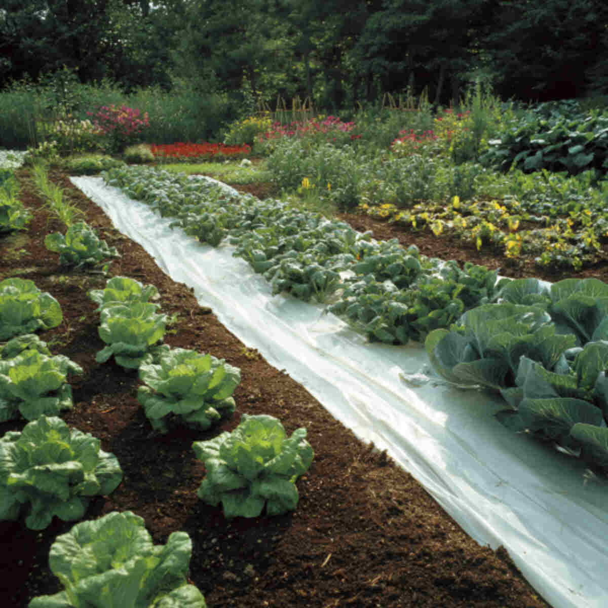 Cool-Season Crops in Sunny Spots