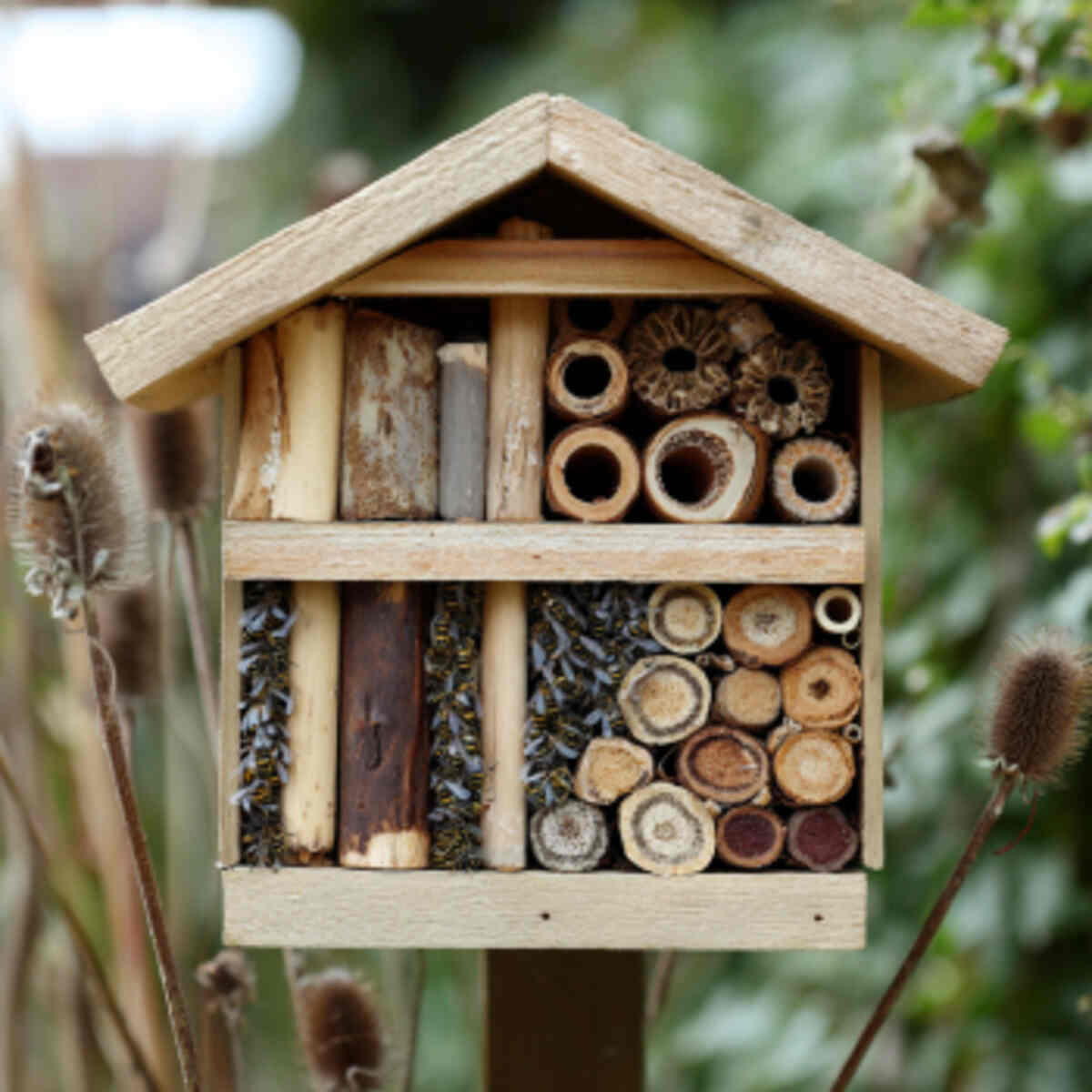 Create a Bee Hotel or Nesting Box