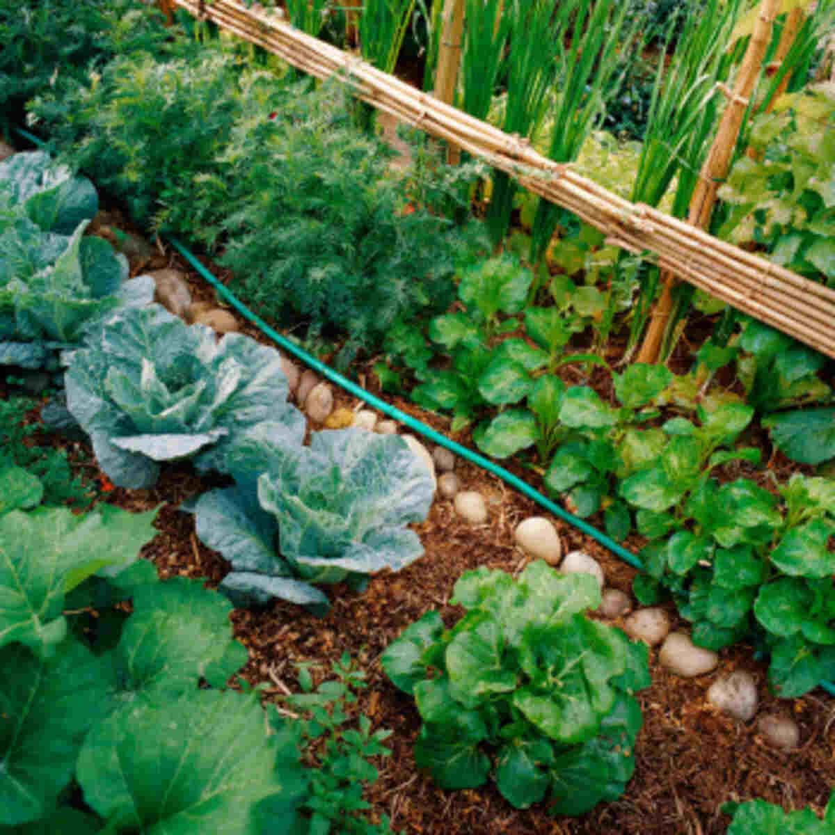 Drip Irrigation Systems