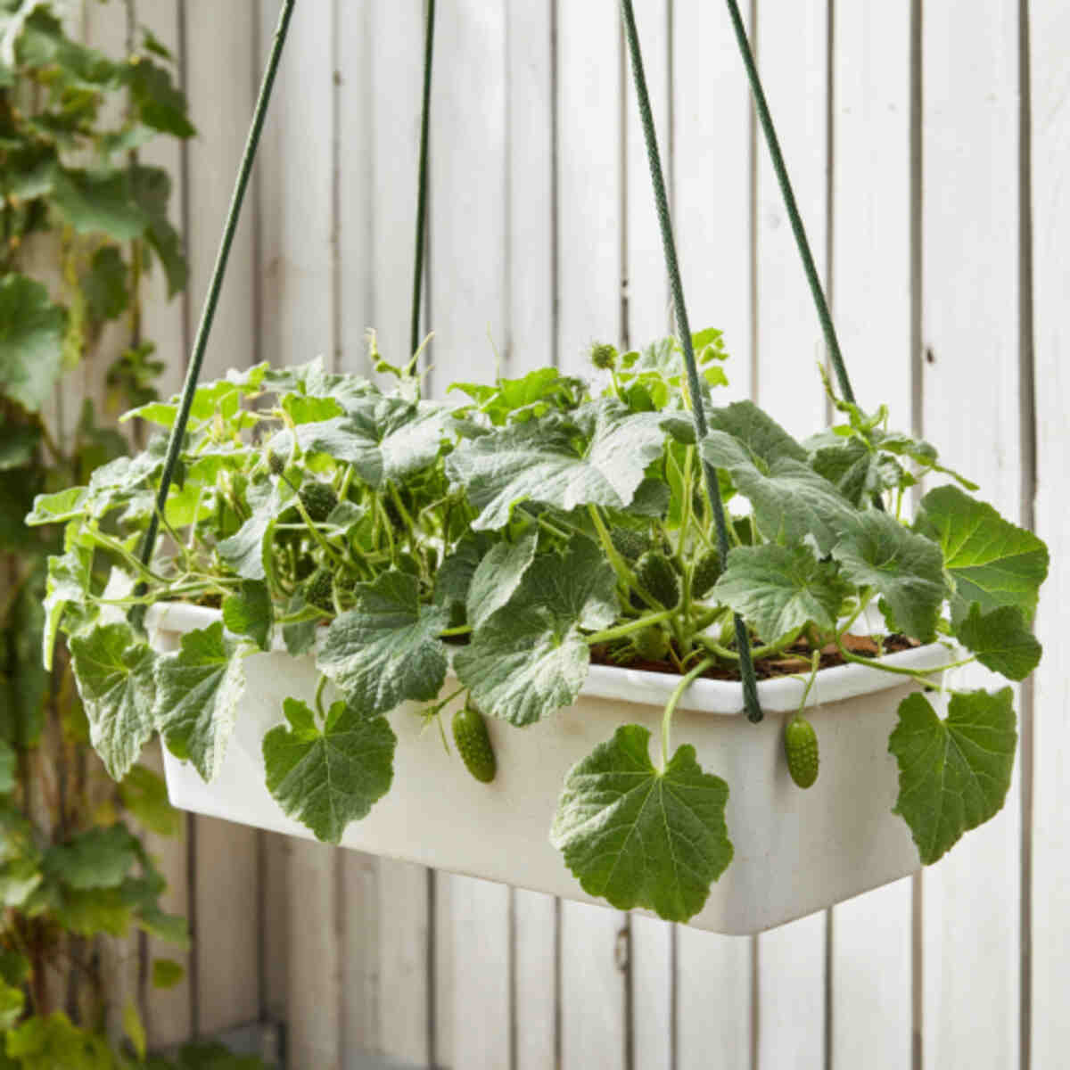 Dwarf Cucumber Hanging Planter