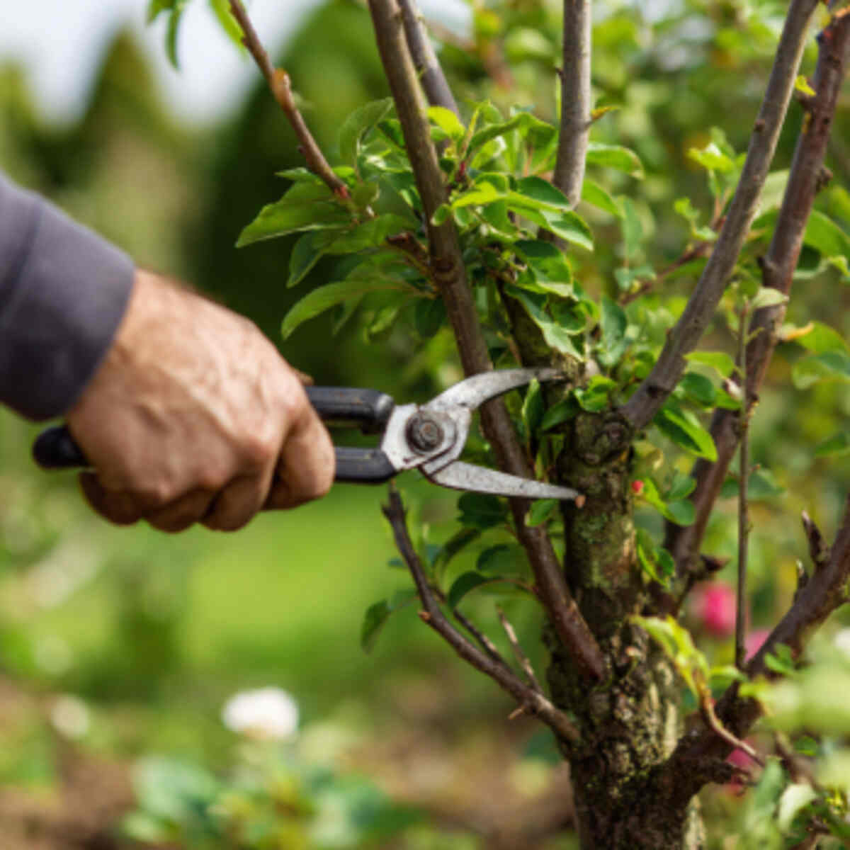 Dwarf Tree Pruning Patch
