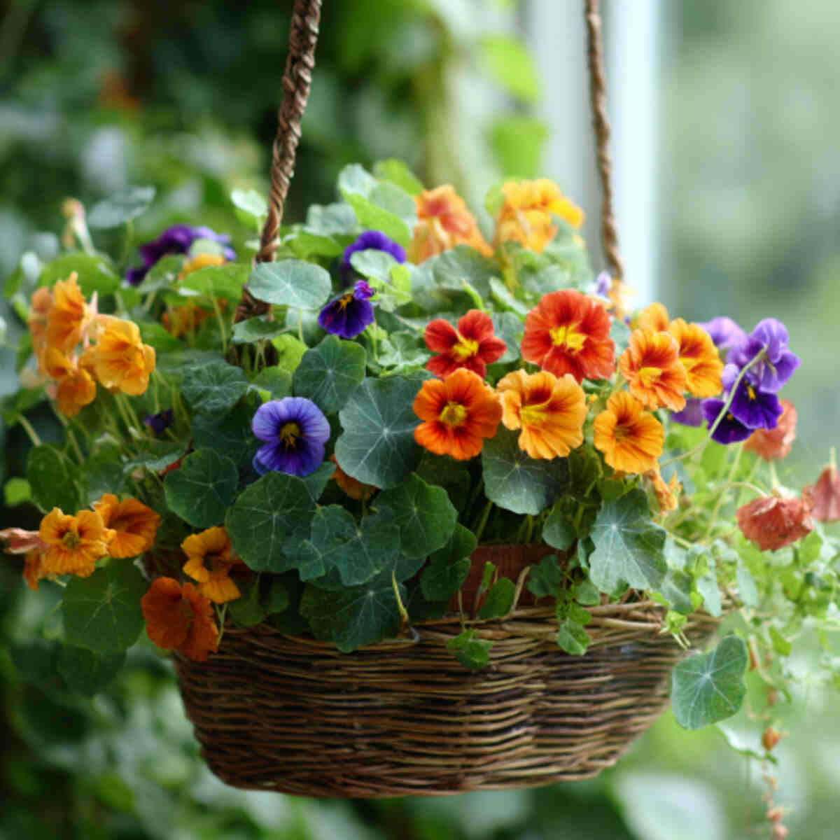 Edible Flower Basket (Nasturtiums, Pansies, Calendula)