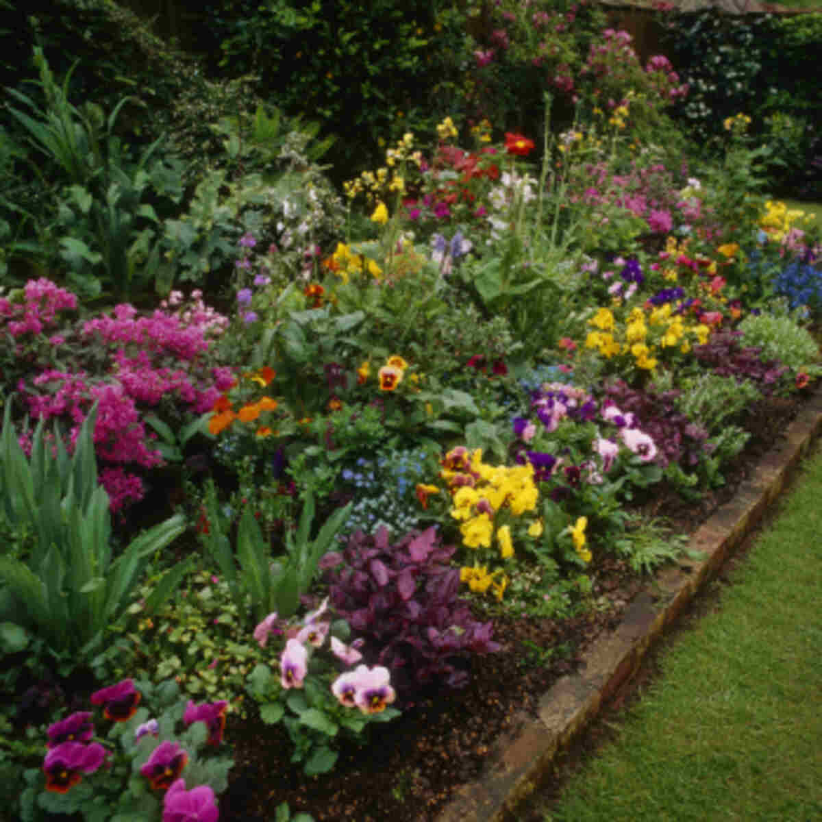 Edible Flower Border Bed