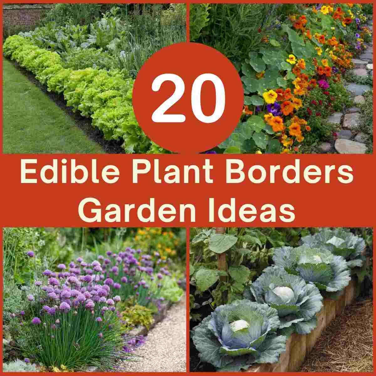 Edible Plant Borders