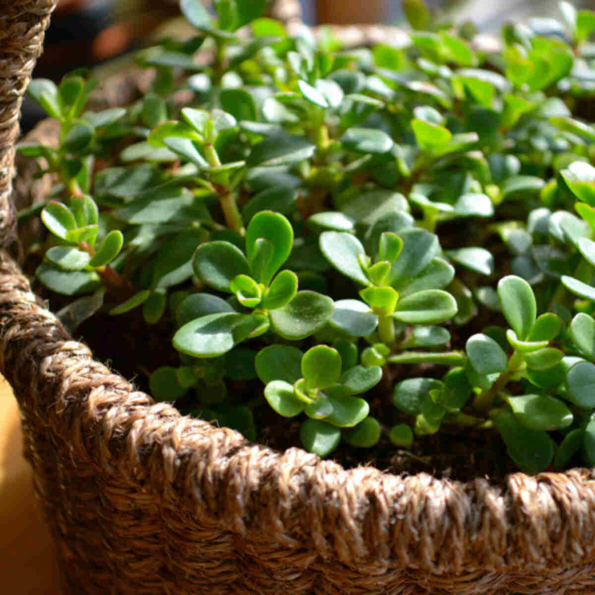 Edible Succulent Basket (Purslane, Ice Plant)