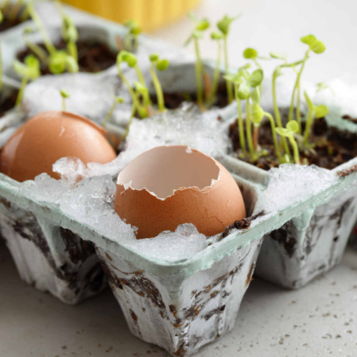 Eggshells in Ice Cube Slots