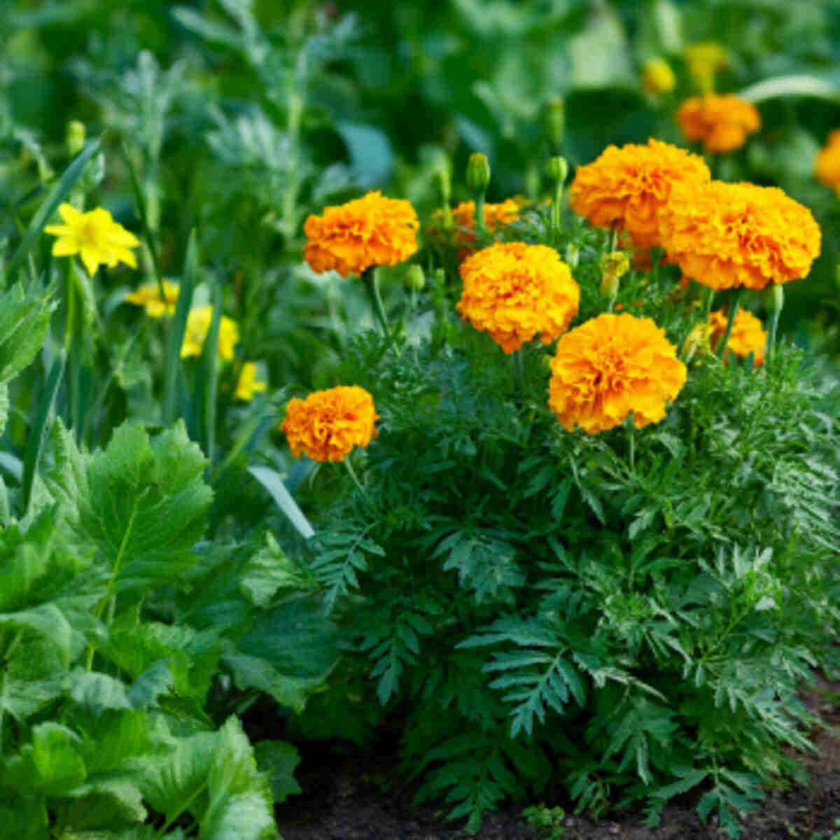 Encourage Companion Planting (e.g., Marigold with Veggies)