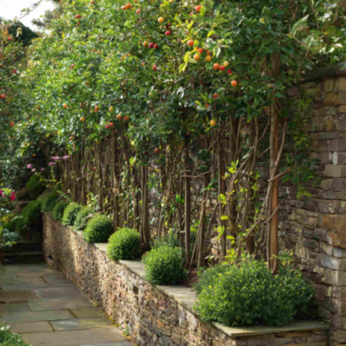 Espaliered Fruit Wall