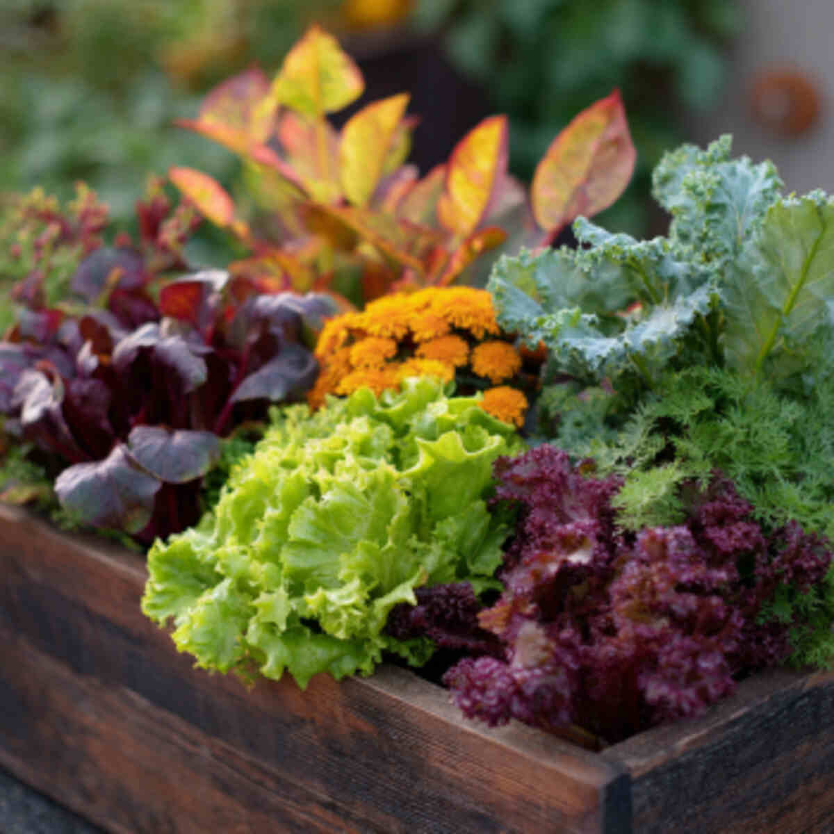Fall Harvest Salad Box