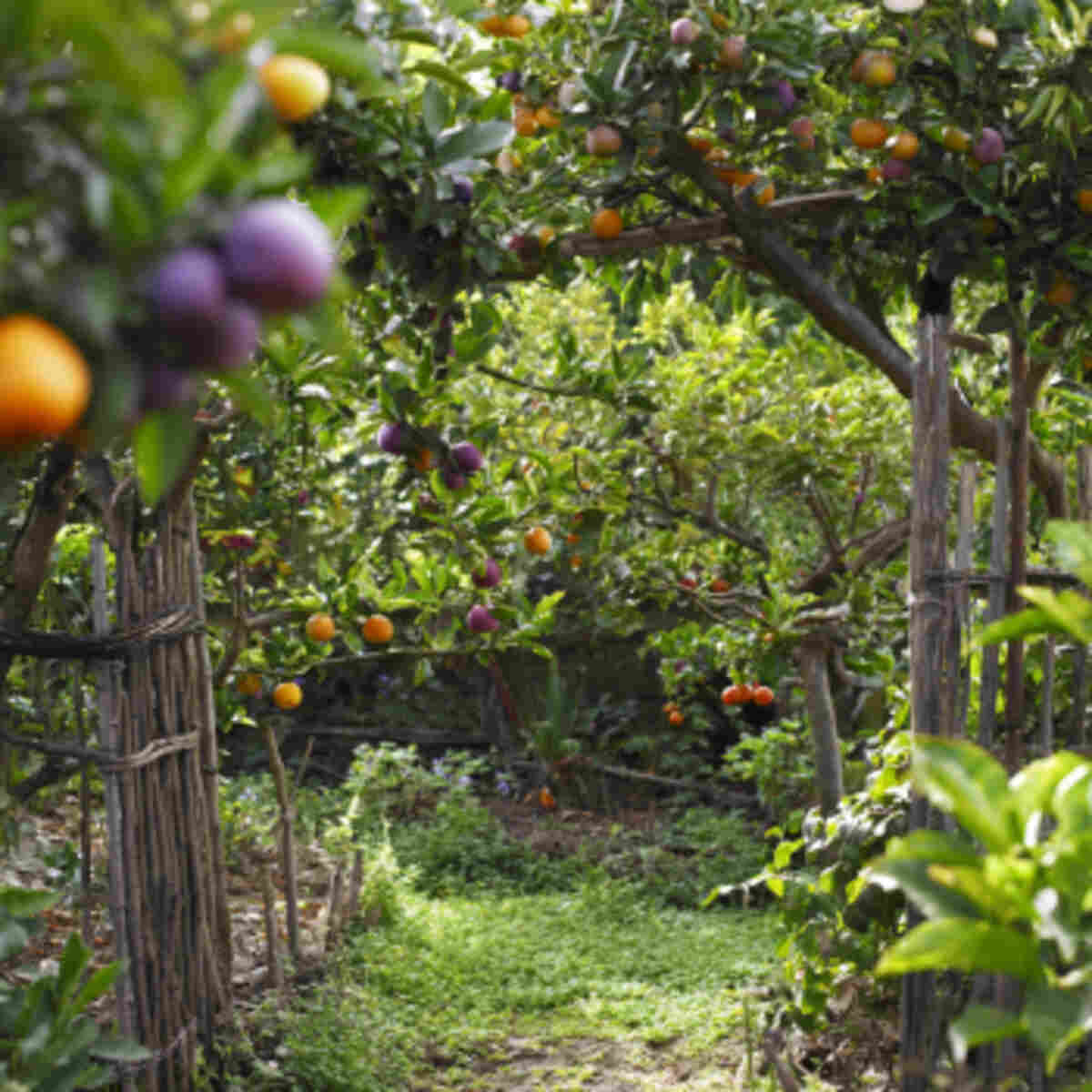 Fruit Bush Pruning Zone
