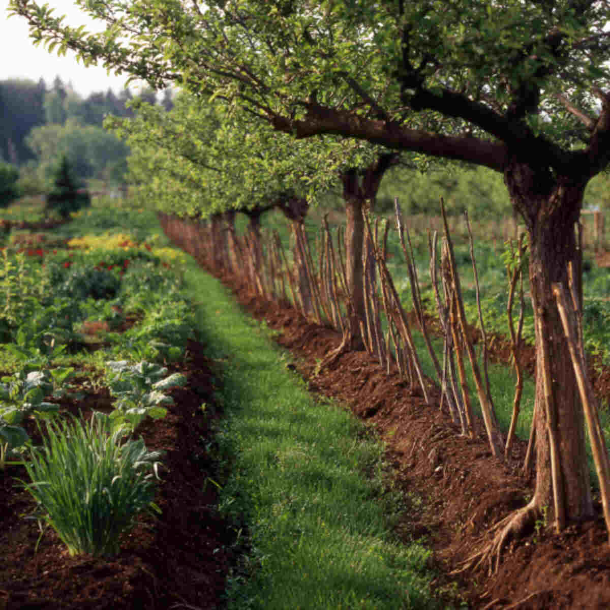 Grafted Tree Management Zone