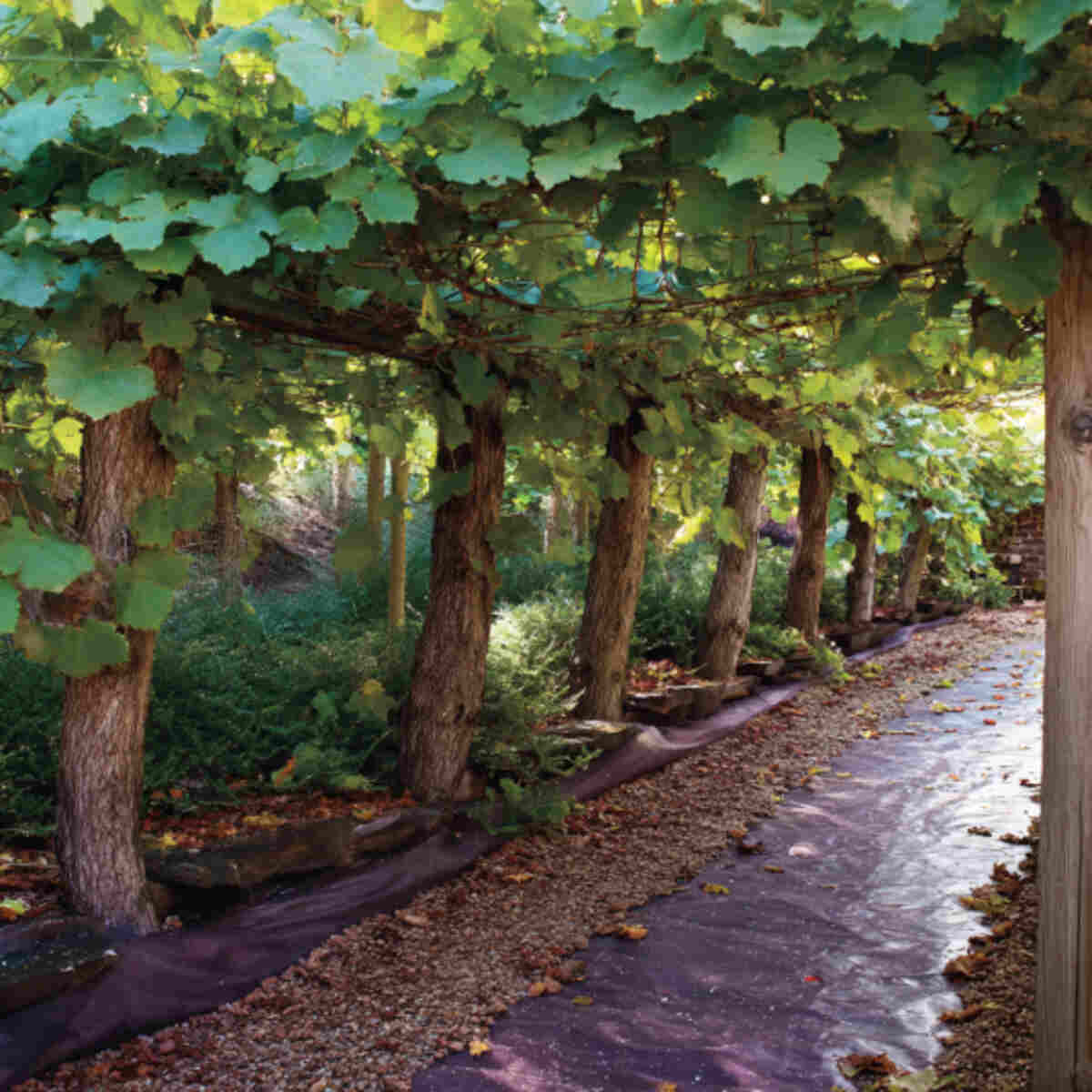Grape Vines with Reflective Ground Cover